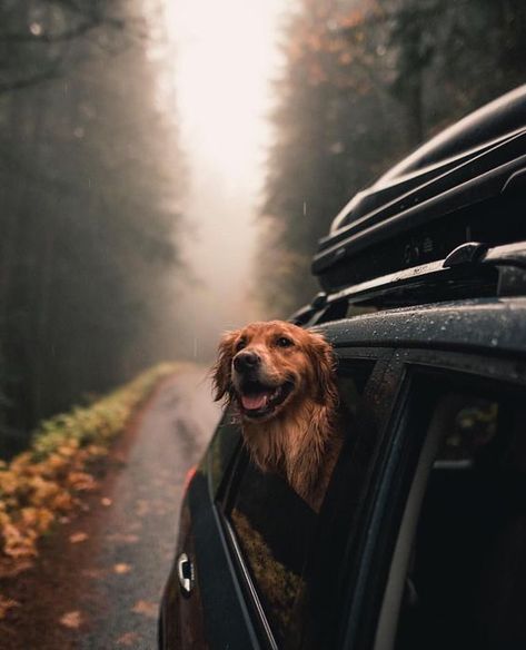 Dogs ᏝᎧᏉᏋ Cars - reposted by Averson Automotive Group LLC Golden Retriever Mix, Foto Tips, Retriever Puppy, Blue Heeler, Retriever Dog, Dog Photography, Dog Training Tips, Funny Cartoon, Funny Animal