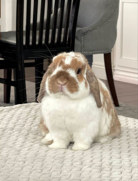 White Bunny With Brown Spots, Bunny Rabbit Aesthetic, Small Bunny Cage, Brown Bunny Aesthetic, Brown And White Bunny, Bunny Colors, Chunky Bunny, Pet Bunnies, Bunny Pet