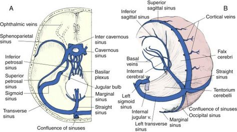 Dual venous sinuses Dural Venous Sinuses, Neuro Anatomy, Anatomy Body Parts, Radiology Student, Mcat Study, Med Surg Nursing, Medicine Studies, Brain Anatomy, Anatomy Models