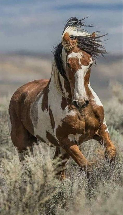 Horses are smart, majestic creatures. Except for the ones that aren't. Twitter user @mckellogs has just posted a thread, portraying the way their family are preparing for the impending snowmageddon, and it's their horse Tango that needs the most attention. Wild Horse Pictures, Wild Horses Mustangs, American Paint Horse, Beautiful Horse Pictures, Pinto Horse, Mustang Horse, Paint Horse, Most Beautiful Horses, Majestic Horse