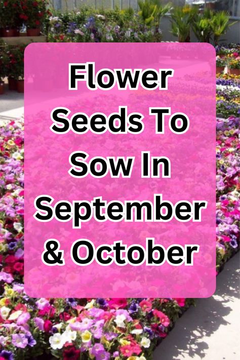 Fall Gardening, Autumn blooms, flower seeds, gardening tips Seeds To Plant In October, Cypress Vine, September Flowers, Fall Gardening, Ornamental Kale, Growing Vines, Ice Plant, Flower Spike, Winter Flowers