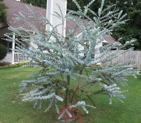 Baby Blue Spiral Eucalyptus trees 1gallon 1ft tall-Decoration | Etsy Eucalyptus Cinerea, Natural Air Purifier, Dollar Eucalyptus, Feuille Eucalyptus, Silver Dollar Eucalyptus, Eucalyptus Tree, Specimen Trees, Seeded Eucalyptus, Fast Growing Trees