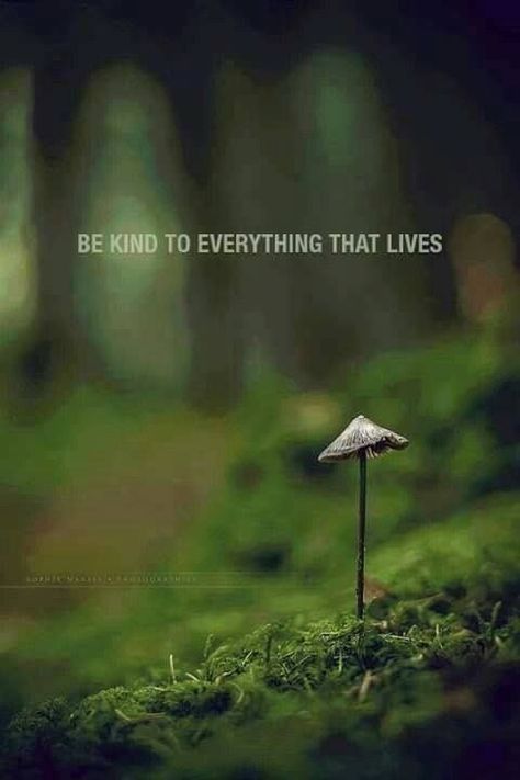 Be kind to everything that lives Green Nature Quotes, Natural Beauty Quotes, Forest Quotes, Fina Ord, And So It Begins, Protest Signs, We Are All Connected, Life Quotes To Live By, Funny Quotes About Life