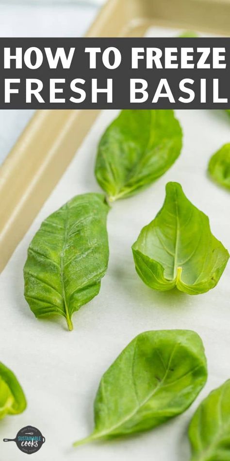 Best Way To Preserve Basil, Can You Freeze Basil Leaves, Preserving Fresh Basil Leaves, How To Freeze Basil Fresh Herbs, Pesto Recipe To Freeze, Freezing Basil In Olive Oil, How To Freeze Fresh Basil, How To Store Fresh Basil Leaves, How To Keep Basil Fresh How To Store