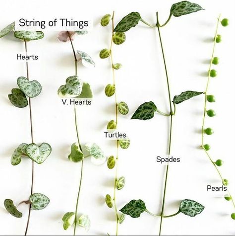 Plantways on Instagram: “Which string is in your list Do you love indoor plant 💚 Let's Explore Plants 🌱 @plantways Credit: @poojasplants #instaplants…” String Of Hearts Plant, String Of Pearls Plant, Lovely Pic, Plants Hanging, String Of Hearts, Plant Wishlist, Household Plants, Inside Plants, Growing Plants Indoors