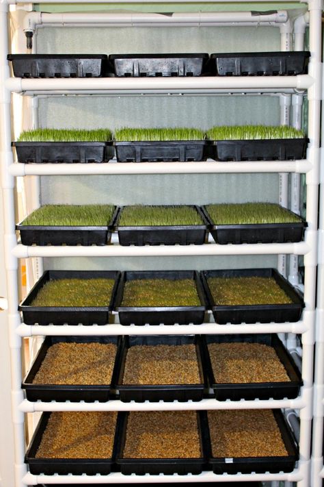 Micro Greens For Chickens, Fodder System For Chickens, Chicken Microgreens, Chicken Fodder System Diy, Growing Fodder For Chickens, Fodder System Diy, Fodder For Chickens, Chicken Fodder, Growing Fodder