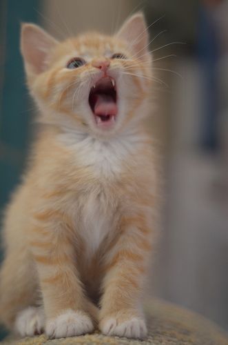 Kitten Yawning, Yellow Kittens, Tabby Kitten Orange, Orange Kitten, Cat Yawning, Orange Kittens, Tabby Kitten, Orange Tabby Cats, Orange Cats