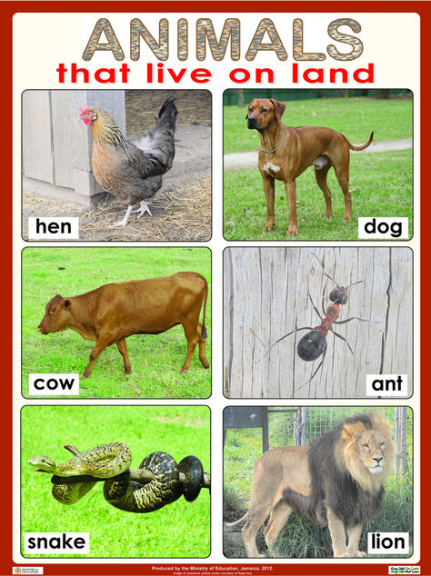 Animals that live on land. Animals That Live On Land, Land Animals Pictures, Animals Name With Picture, Animals On Land, Preschool Color Activities, Animal Lessons, Land Animals, November Activities, Animal Worksheets