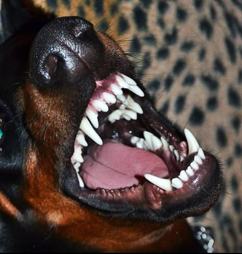 Dog Mouth, Canine Teeth, Dog Camera, Dogs Teeth, Canine Tooth, Angry Dog, Dog Anatomy, Scary Dogs, Pet Camera