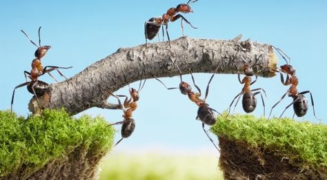 Why is it so hard to ask for help? Perhaps the management skills, fierce loyalty, and big heart that make us such great caregivers also make it difficult for us to ask for assistance. Teamwork Illustration, Ant Infestation, Ants In House, Ant Control, Ant Colony, Termite Control, Themes Photo, Creepy Crawlies, Strategy Games