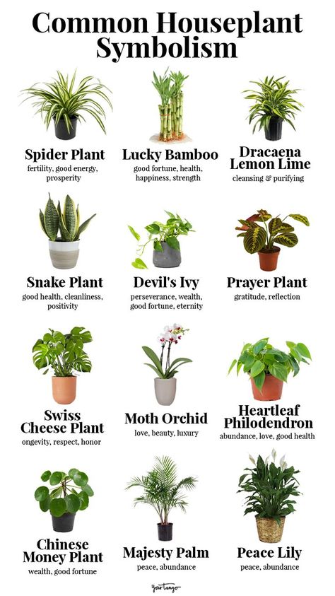 Plant Symbolism, Plant Meanings, Tattoo Plant, Tanaman Indoor, Household Plants, Plant Care Houseplant, Prayer Plant, Inside Plants, Growing Plants Indoors