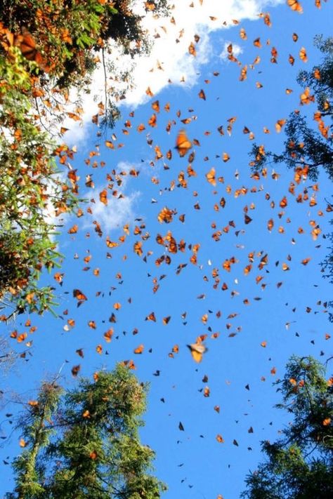 Monarch Butterfly Sanctuary - Michoacan, Mexico. Animal Migration, Butterfly Sanctuary, Butterfly Migration, Michoacan Mexico, Ocean Grove, Stone Harbor, Monarch Butterflies, Beautiful Bugs, San Fran