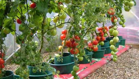 How to Grow Roma Tomatoes Anywhere at Home - Hort Zone Growing Roma Tomatoes, Growing Cherry Tomatoes, Tanaman Tomat, Tomatoes In Pots, Greenhouse Tomatoes, Tips For Growing Tomatoes, Growing Organic Tomatoes, Tanaman Pot, Tomato Seedlings