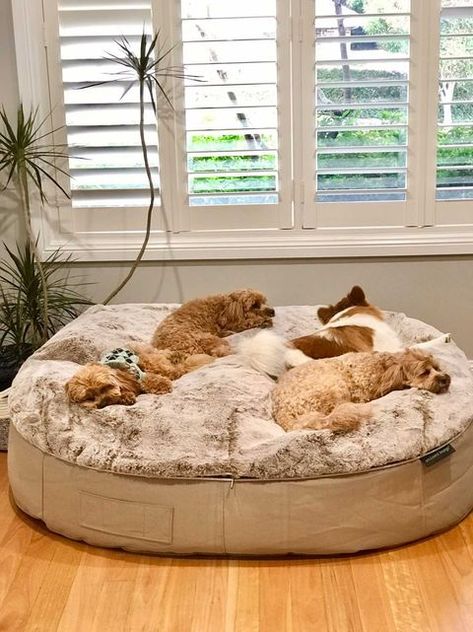 Luxury faux fur dog bed in cappuccino beige with cavoodles sleeping by window Dog Bed Big Dogs, Xxl Dog Bed, Dog Bed Big, Xl Dog Bed, Dog Bean Bag, Dog Goals, Dog Beds For Large Dogs, Ambient Lounge, Big Dog Beds