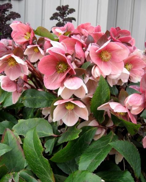 Buttercup Cottage, Landscape Composition, Monrovia Plants, Lenten Rose, Deer Resistant Plants, Hydrangea Garden, Plant Catalogs, Winter Rose, Christmas Rose