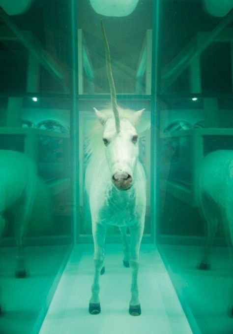 Horse in a tank... Damien Hirst Unicorn Photos, Tim Walker, Art Classique, Damien Hirst, Deviant Art, Sculpture Installation, Arte Pop, British Artist, Land Art