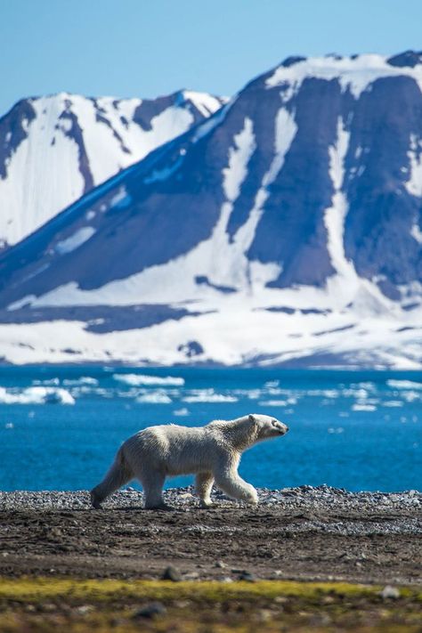 Tundra Biome, Alpine Tundra, Antarctic Animals, Montessori Geography, Arctic Landscape, Arctic Tundra, Les Continents, Arctic Animals, Biome