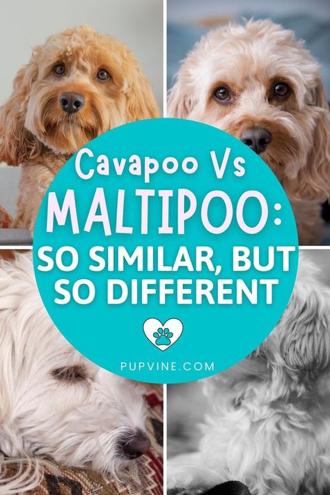 Cavapoo Dogs, Designer Dogs Breeds, Maltipoo Dog, Maltipoo Puppy, Cavapoo Puppies, Yorkie Poo, Cute Dog Photos, Mixed Breed Dogs, Puppy Breeds