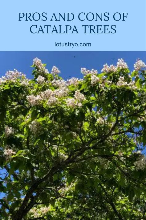 Considering Catalpa trees for your garden or yard? It's great to review their benefits and drawbacks. Catalpa trees are known for their stunning beauty and unique flowers, making them an attractive addition to any space. They offer shade and a beautiful aesthetic, but there are some factors to consider like their messy seed pods and potential pests. Explore how these traits can influence your gardening choices and the overall appearance of your property with this handy guide on the pros and cons of Catalpa trees. Catalpa Tree, Attract Pollinators, Beautiful Aesthetic, Wildlife Habitat, Small Yard, Japanese Maple, Seed Pods, Spring Blooms, Unique Flowers