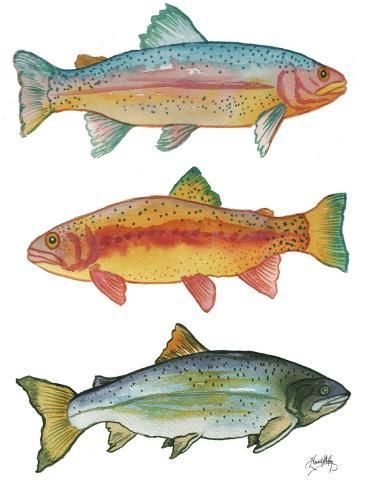 size: 12x9in Art Print: Lake Fishing by Elizabeth Medley : 25 Gift Ideas, Animal Watercolor, Watercolor Fish, Salmon Fish, Original Watercolor Art, Fish Wall Art, Fish Drawings, Lake Fishing, Colorful Fish