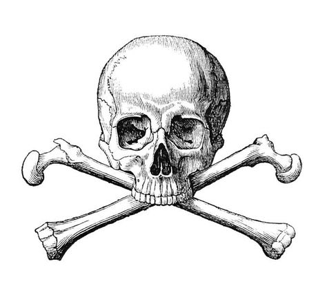 Bone Tattoos, Human Body Parts, 타이포그래피 포스터 디자인, Cross Bones, Antique Illustration, Human Skull, Skull And Crossbones, Skull And Bones, Skull Art