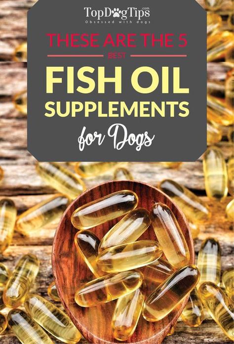 Fish Oil For Dogs, Fish Oil Benefits, Supplements For Dogs, Senior Dog Food Recipes, Coconut Oil For Dogs, Dog Joints, Oils For Dogs, Raw Dog Food Recipes, Dog Nutrition