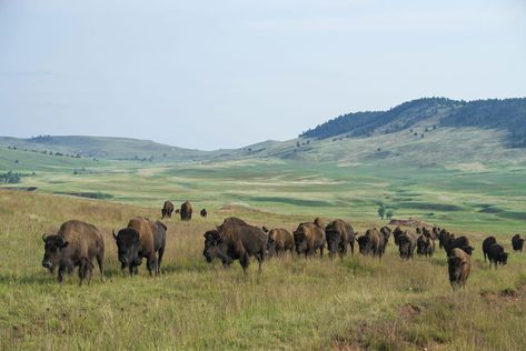 Plains Landscape, Wind Cave National Park, Backcountry Camping, Western Landscape, Great Plains, Black Hills, Mobile Apps, Old West, South Dakota