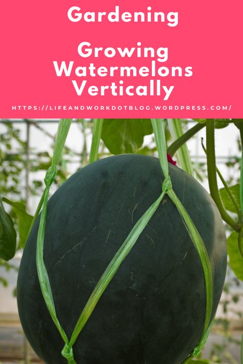 Growing Watermelons Vertically To Save Space Watermelon Hammock, Watermelon Vines, Grow Vertically, Harvest Garden, How To Grow Watermelon, Garden Mulch, Watermelon Patch, Watermelon Plant, Space Garden