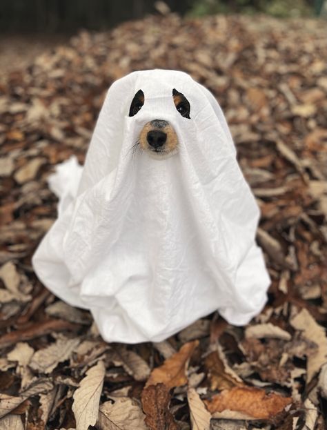 A small dog dressed up as a ghost. The costume is a white blanket with holes cut for the eyes and snout. Cutest Halloween Costumes, Halloween Costumes For Dogs, Costumes For Dogs, Plant Styling, Last Minute Halloween, Ghost Costume, Ghost Dog, Indoor Plant, Baby Dogs