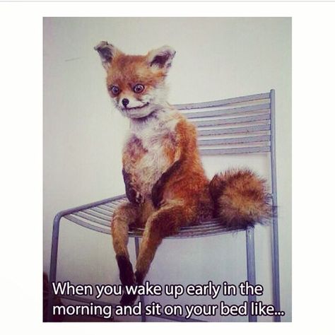 When you wake up early in the morning and just sit on your bed. Fox, Red