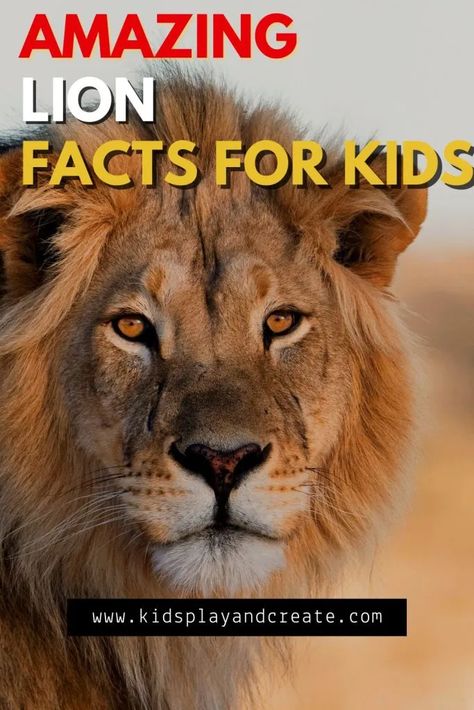 Fascinating Lion Facts for Kids - Kids Play and Create Lion Facts For Kids, Facts About Lions, Lions For Kids, Fun Facts About Lions, Weird Animal Facts, Animal Facts Interesting, Animal Facts For Kids, Lion Facts, Tiger Facts