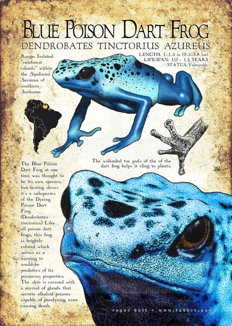 Blue Poison Dart Frog Poster Print / Infographic Informative Poster, Blue Poison Dart Frog, Poison Arrow Frog, Frog Poster, Poison Dart Frog, Poison Dart, Frog Illustration, Black Comics, Dart Frog