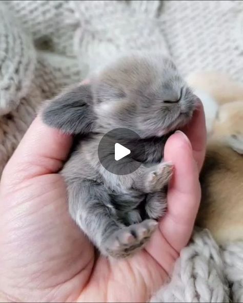 Bunny Pets, Tiny Baby Animals, Newborn Animals, Baby Animal Videos, Funny Animals With Captions, Cute Bunny Pictures, Adorable Newborn, Westie Dogs