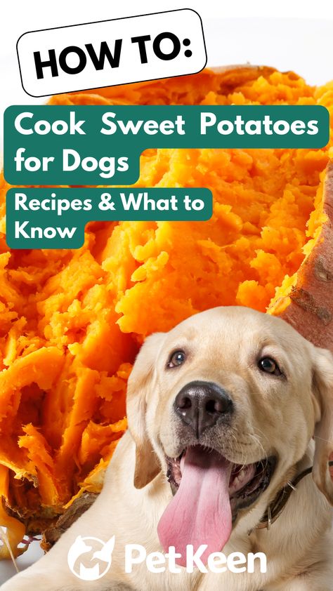 Understanding how to cook sweet potatoes for your dog is crucial for getting the most out of these nutritious tubers. Keep reading to learn about simple but delicious recipes you can try at home. Sweet Potato Dog Recipes, Home Cooking For Dogs, Sweet Potato Recipes For Dogs, Sweet Potato For Dogs, Sweet Potato Dog Food Recipe, Baked Sweet Potato Oven, Rowdy Yates, Best Chicken Seasoning, Potatoes On The Stove