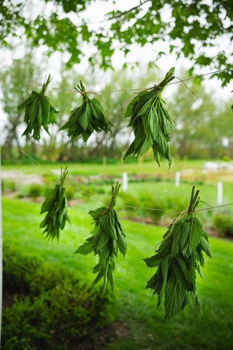 The Ultimate Cozy Guide to Foraging for Stinging Nettle Foraging Aesthetic, Thanksgiving Vegetables, Sandwich Sauces, Foraging Recipes, Stinging Nettle, Farm Food, Bread Appetizers, Campfire Cooking, Tin Roof