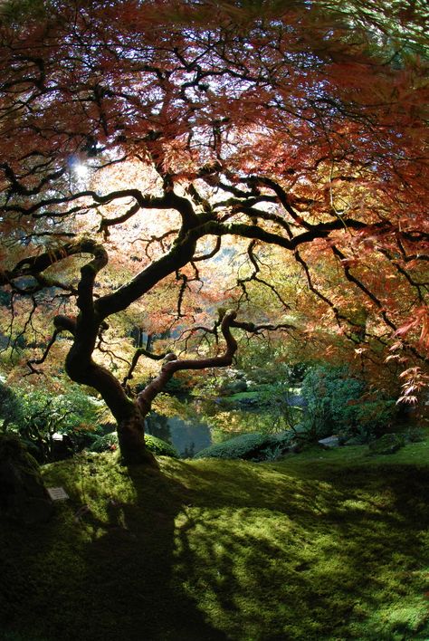 Japanese Maple Landscaping Elements, Portland Japanese Garden, Nature Hike, Earth Pictures, Green Field, Large Tree, Pictures Of The Week, Beautiful Tree, Japanese Garden