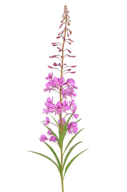 Fireweed Drawing Tattoo Ideas, Alaskan Fireweed Tattoo, Fireweed Embroidery, Fireweed Watercolor, Snapdragon Flowers Tattoo, Fireweed Drawing, Fireweed Painting, Fireweed Tattoo, Alaskan Flowers