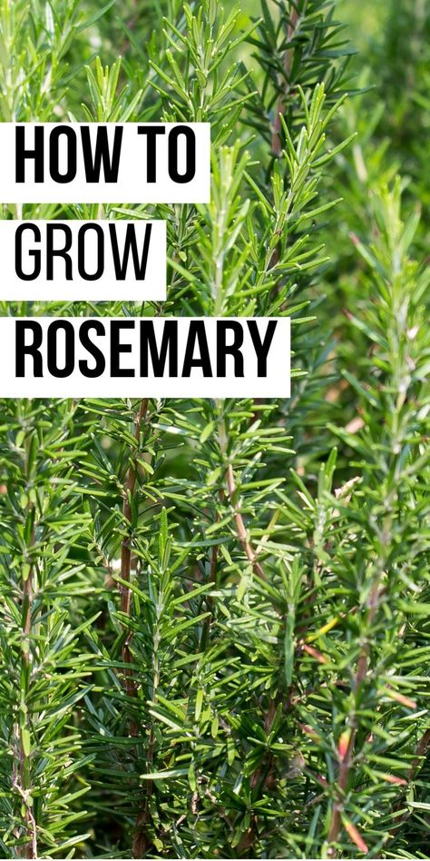 How to grow rosemary written over a background of rosemary plants. Is Rosemary A Perennial, Decorative Herb Garden, Planting Rosemary Outdoors, Growing Rosemary Outdoors, How To Grow Rosemary In A Pot, How To Care For Rosemary Plants, How To Plant Rosemary, Rosemary Plant Landscaping, Propagating Sage