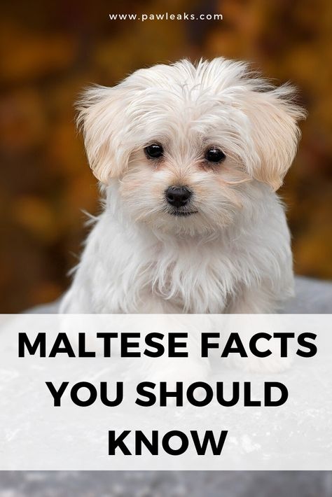 Dogs Maltese, Kittens White, Baby Maltese, Maltese Breed, Cat Bengal, Kitty Funny, Cats White, Animals Adorable, Maltese Poodle