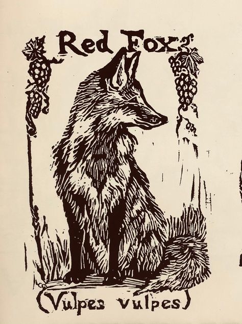 "Red Fox ( Vulpes vulpes) - This 6-pack of cards with envelopes features a laser printed image of Red Fox blockprint carvings by LC DeVona. This pack of cards would be perfect for handwritten notes or for the art or wildlife lovers in your life. They are also ideal as coloring cards, for people of all ages. The illustration on these blank, ivory notecards was created by Afton artist, L.C. DeVona of Farmhouse Greetings. She began by researching foxes and drawing a reversed image on a Speedball ca Fox Illustration Black And White, Medieval Fox Illustration, Fantastic Fox Tattoo, Fox Drawing Aesthetic, Vintage Fox Illustration, Fox Lino Print, Fox Folk Art, Fox Woodcut, Fox Pyrography