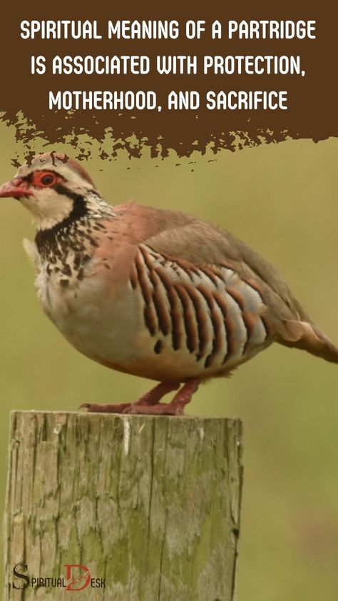 The Spiritual Meaning of a Partridge is associated with protection, motherhood, and sacrifice. In different cultures and traditions, partridges have been symbols of different meanings. #symbol #symbols #tradition #traditions #cultures Bird Meaning, Partridge Bird, Spirit Animal Meaning, Animal Meanings, Power Animal, Animal Symbolism, Different Cultures, Spiritual Meaning, Spiritual Connection