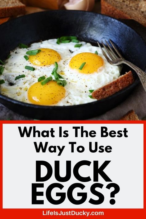 Recipes Using Duck Eggs, How To Cook Duck, Chicken Life, Food Cost, Duck Eggs, American Recipes, Duck Recipes, Dating Divas, Chicken Pot Pie Recipes