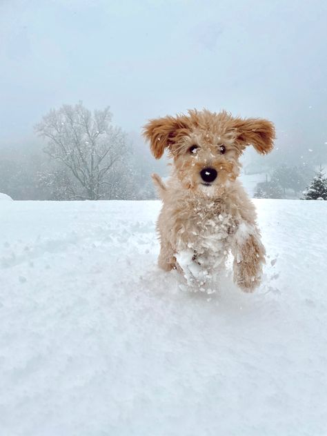 Snow Puppy, Doodle Cute, Dog Background, Winter Puppy, Snow Pictures, Cute Christmas Wallpaper, Wire Fox Terrier, Snow Dogs, Christmas Puppy