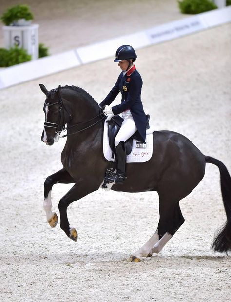 Charlotte Dujardin, Equestrian Dressage, Dressage Training, Eventing Horses, Horse Inspiration, Horse Dressage, Dressage Horses, Horse Blankets, Sport Horse