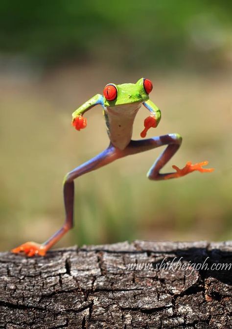 Gangnam Style, Funny Animal Quotes, Funny Frogs, Dance Humor, A Frog, 웃긴 사진, Tree Frogs, Cute Frogs, Radiohead