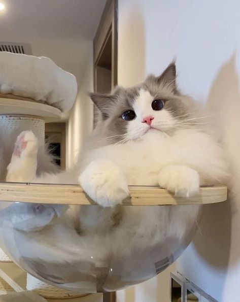 All About Flame Point Ragdoll Cats | Cute Ragdoll Cats Aesthetics Ragdoll Kittens, Image Chat, Cute Little Kittens, Baby Kittens, Fluffy Cat, Ragdoll Cat, Cat Aesthetic, Funny Cute Cats