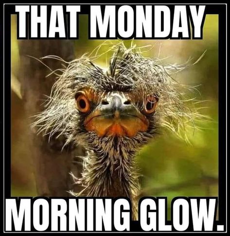 Monday Morning Humor, Happy Monday Quotes, Monday Morning Quotes, Good Monday Morning, Funny Day Quotes, Morning Memes, Good Morning Funny Pictures, Monday Memes, Monday Humor