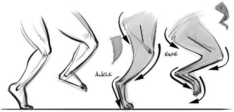 Simple Anatomy, Anatomy Help, Drawing Deer, Male Figure Drawing, Dog Drawings, Doodle Doodle, Dog Anatomy, Dog Joints, Dog Leg