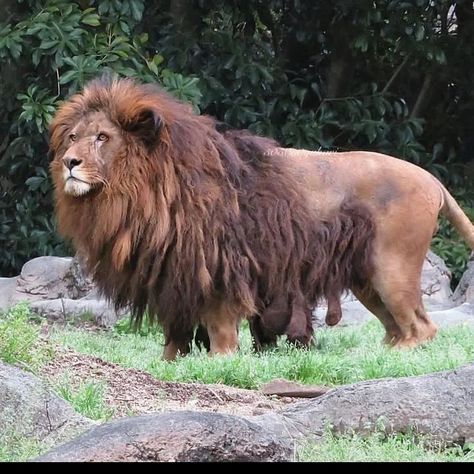 Lion Hybrid Human, Melanistic Lion, Lion Growling, Maned Lioness, Lion Poses, Lion Therian, Lion Reference, Lion Anatomy, Barbary Lion