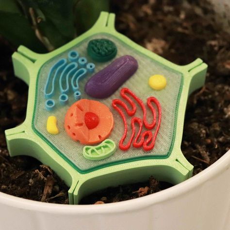 Free 3D file Plant Cell Model (8 Colors)・3D printer model to download・Cults Plant Cell 3d, Typical Plant Cell, 3d Plant Cell, Plant Cell Project, Cell Model Project, Plant Cell Model, 3d Cell, Science Cells, Cells Project